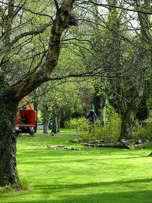 Western Properties Tree Surgery